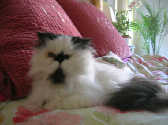 Here ’ s my cat, Davey. He ’ s a wonderful companion, who is the first to greet all visitors at the door. He also likes to talk on the phone.
