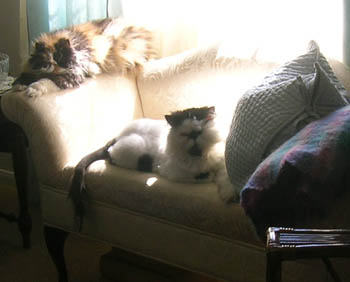 Here ’ s Davey with my shyest cat, Katie.