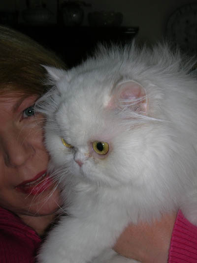 Here ’ s my cat, Pink, an adorable white Persian. She ’ s the sweetest, dearest little cat ever. She is my first Persian and inspired me to adopt the others.